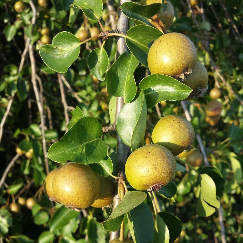 Pyrus pyraster 