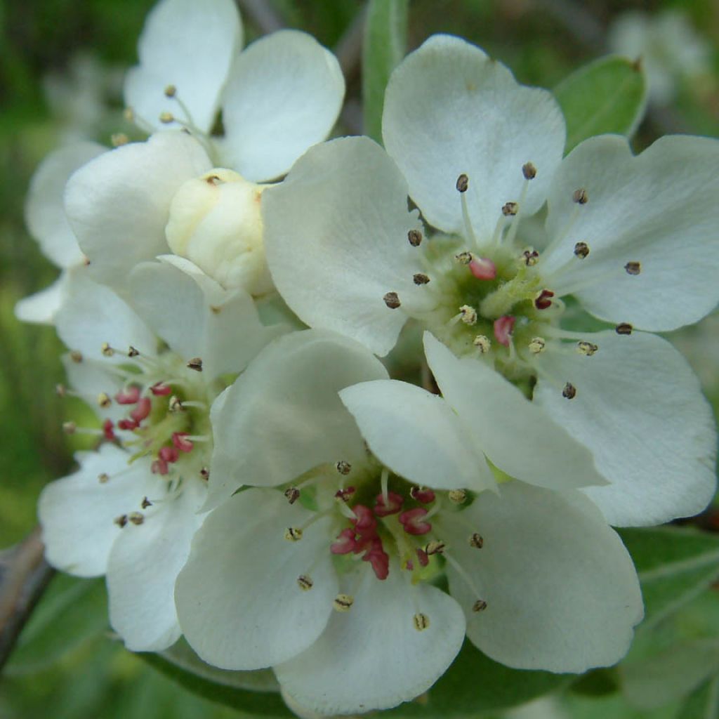 Pyrus salicifolia Pendula - Pendulous Willow-leaved Pear