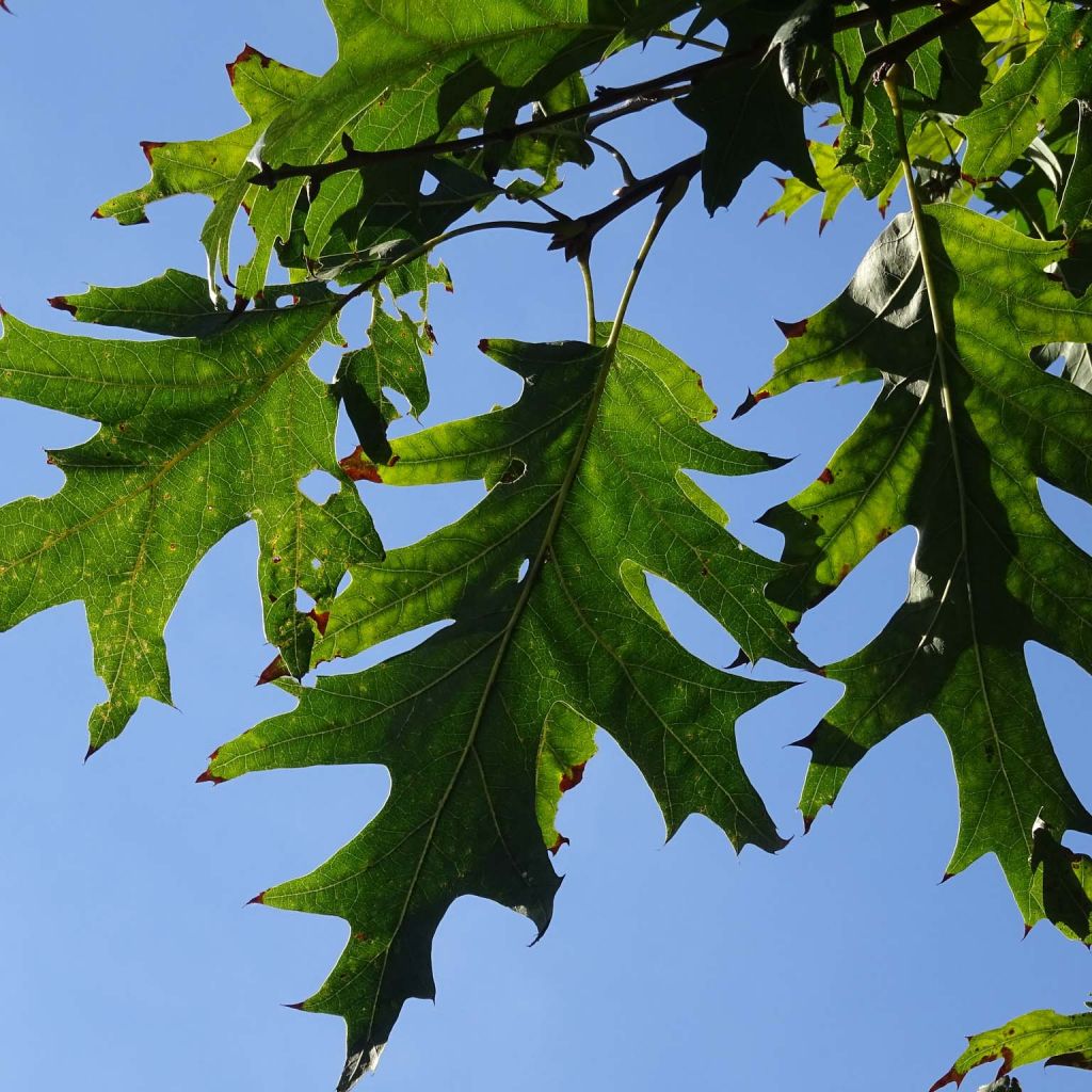 Quercus coccinea Splendens - Scarlet Oak