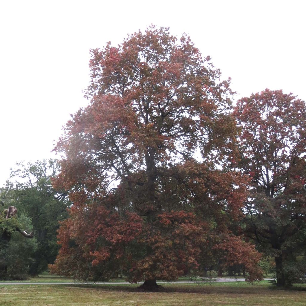 Quercus coccinea Splendens - Scarlet Oak
