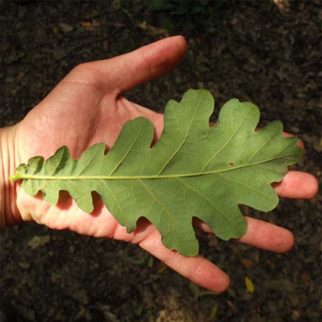 Quercus frainetto - Hungarian Oak