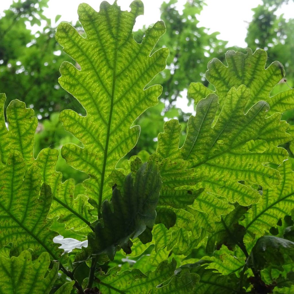 Quercus frainetto - Hungarian Oak