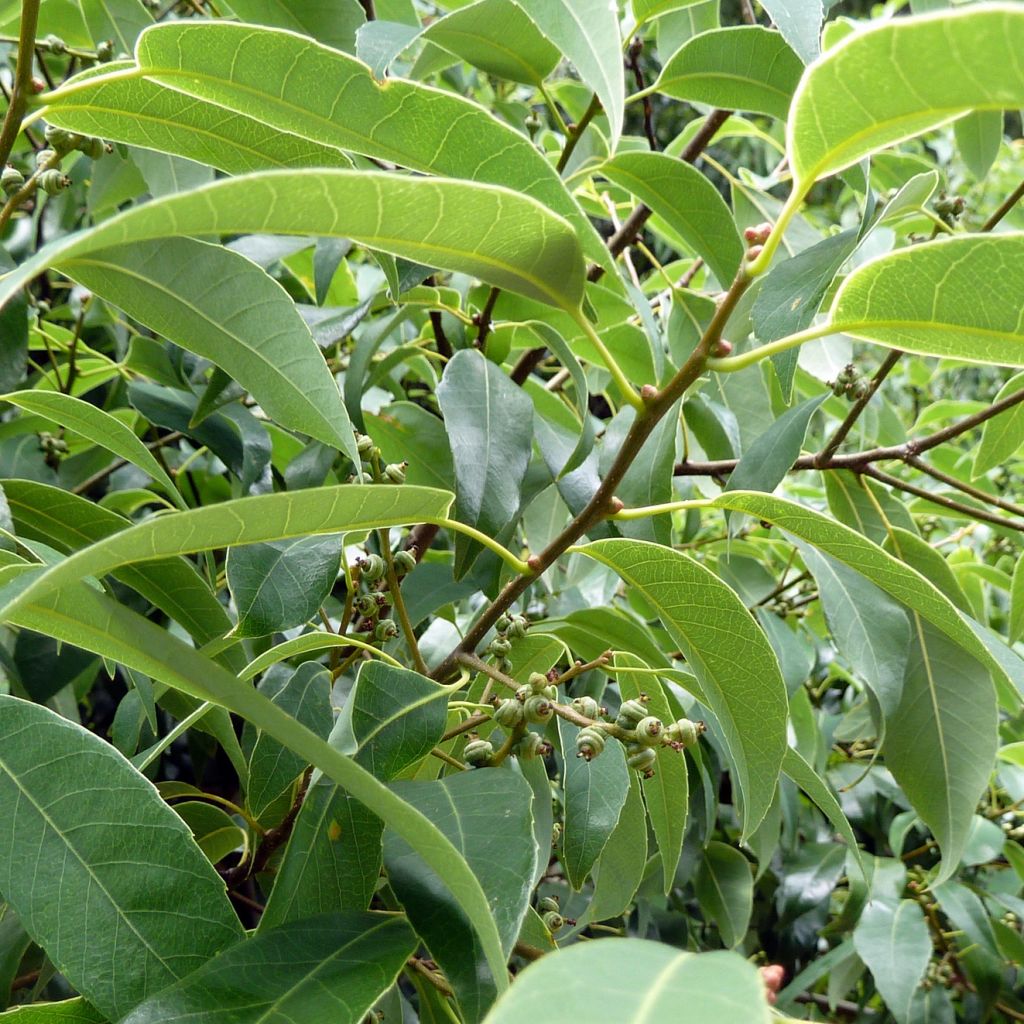 Quercus myrsinifolia