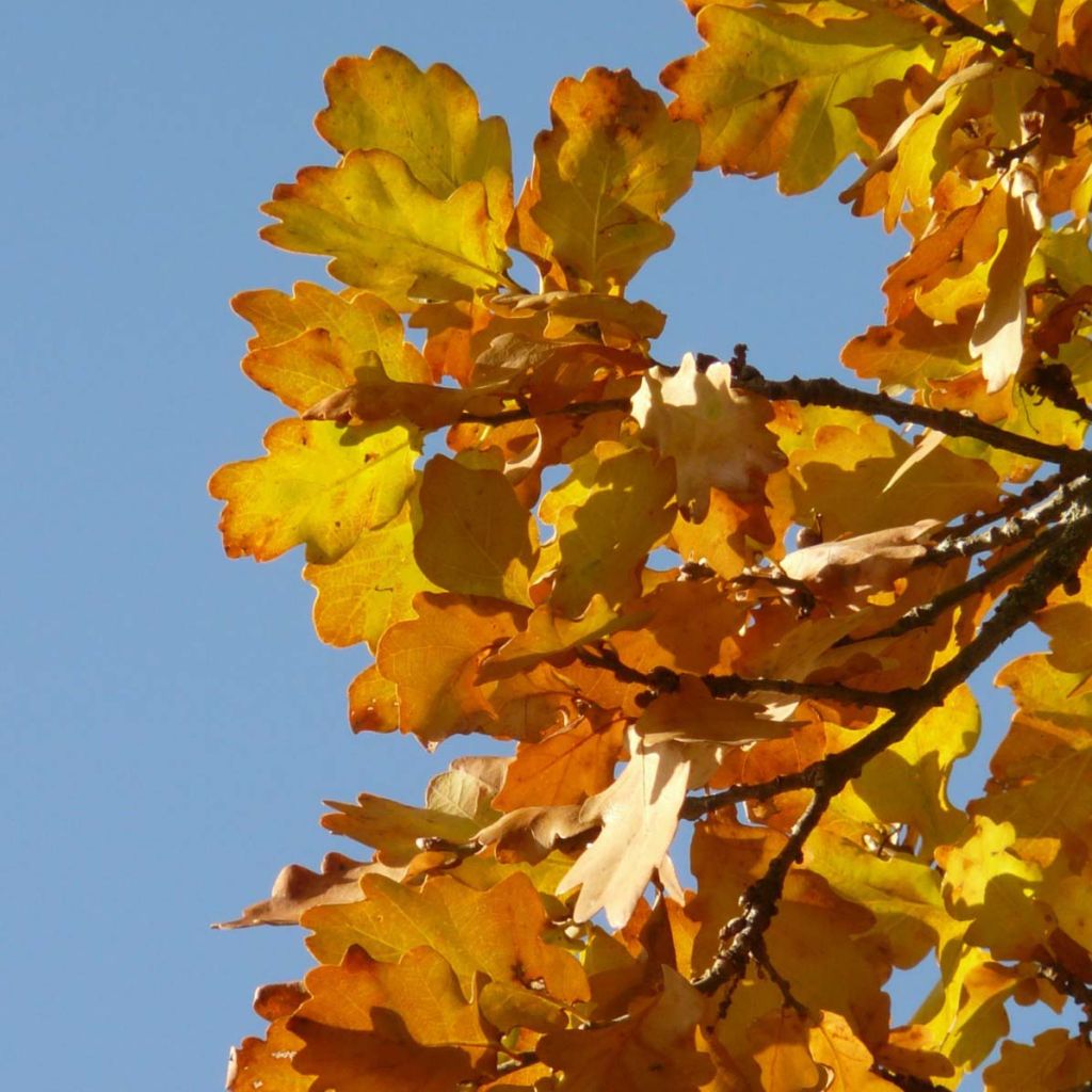 Quercus petraea - Sessile Oak