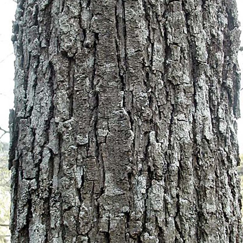 Quercus petraea - Sessile Oak