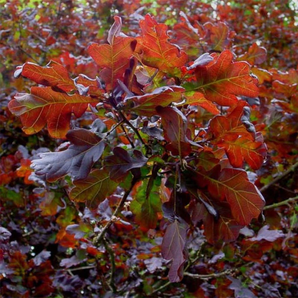 Quercus robur Purpurascens - English Oak