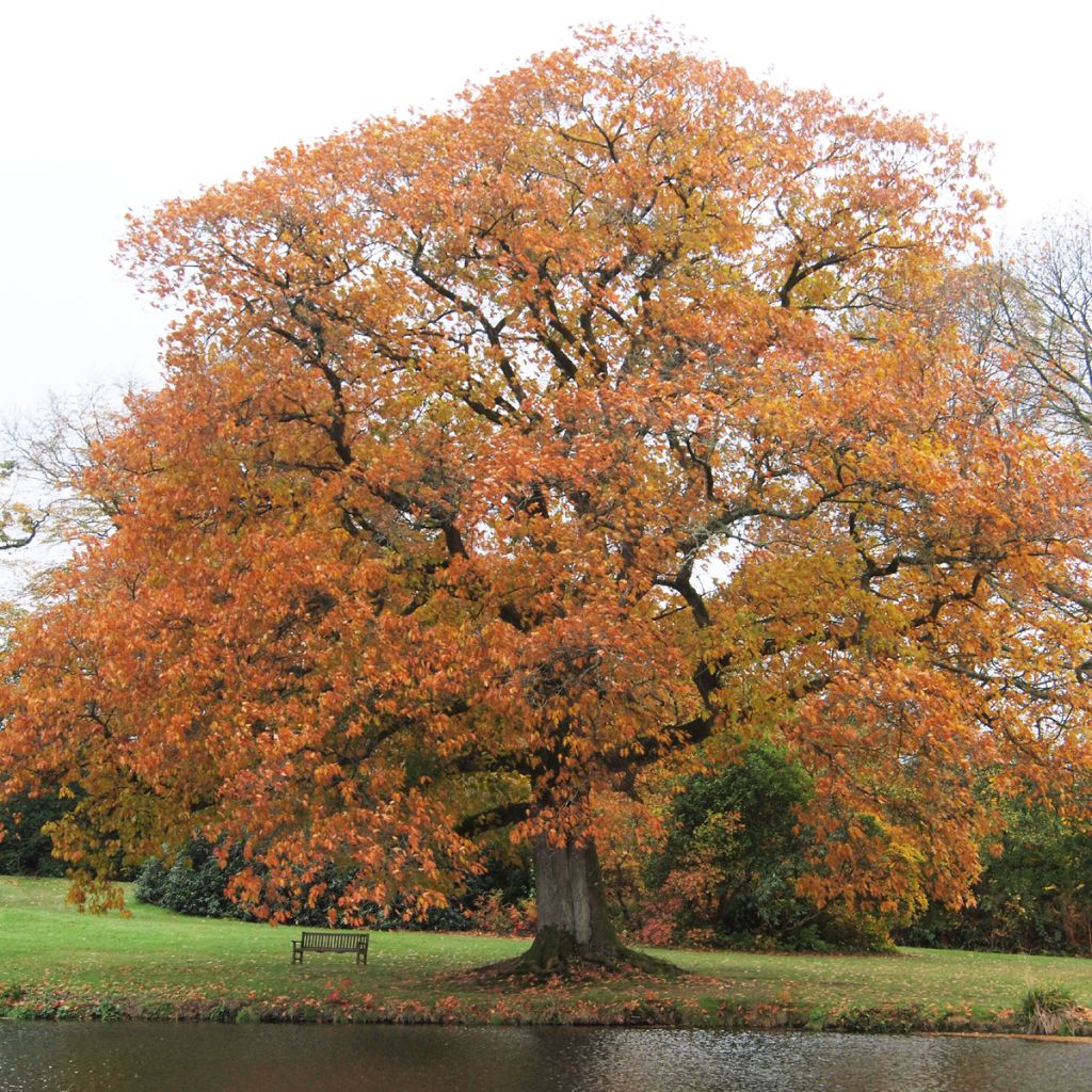 Quercus rubra - Red Oak