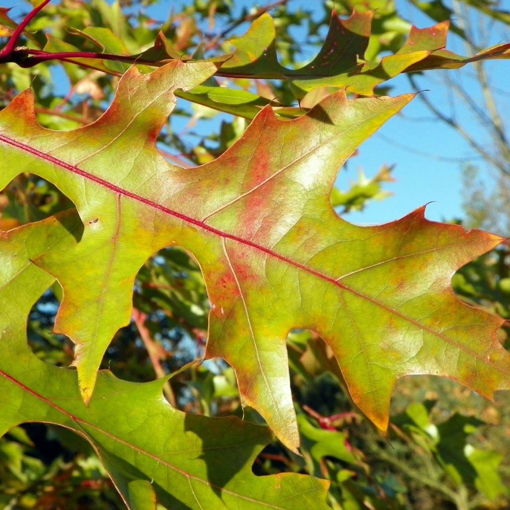 Quercus rubra - Red Oak