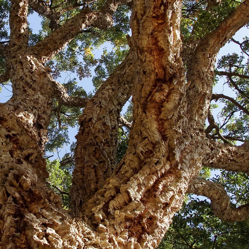 Quercus suber - Cork Oak