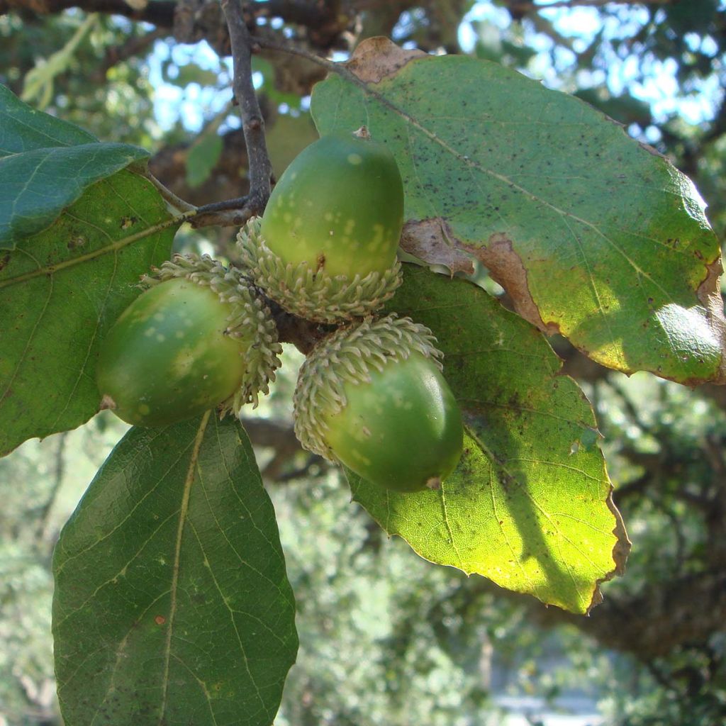 Quercus suber - Cork Oak