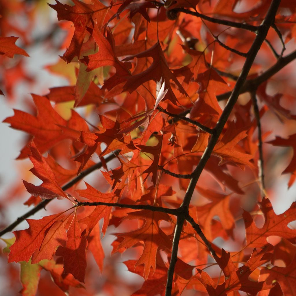 Quercus palustris - Pin Oak