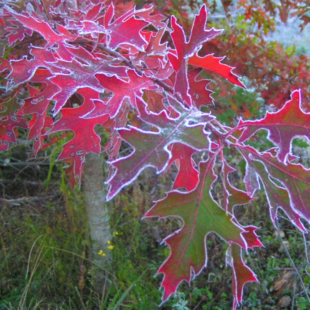 Quercus palustris - Pin Oak