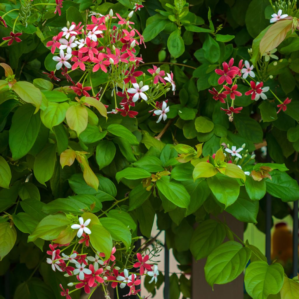 Quisqualis indica - Rangoon creeper