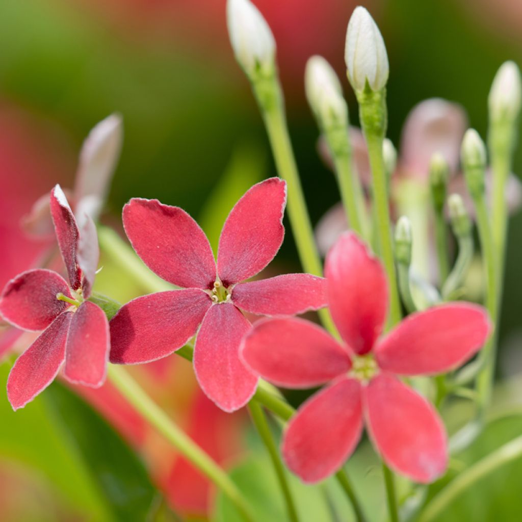 Quisqualis indica - Rangoon creeper