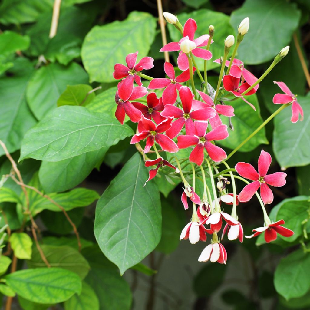Quisqualis indica - Rangoon creeper