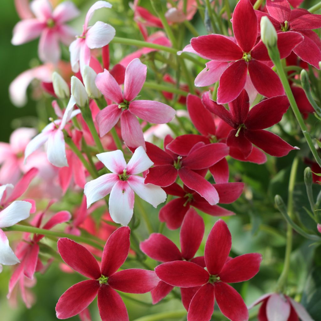 Quisqualis indica - Rangoon creeper