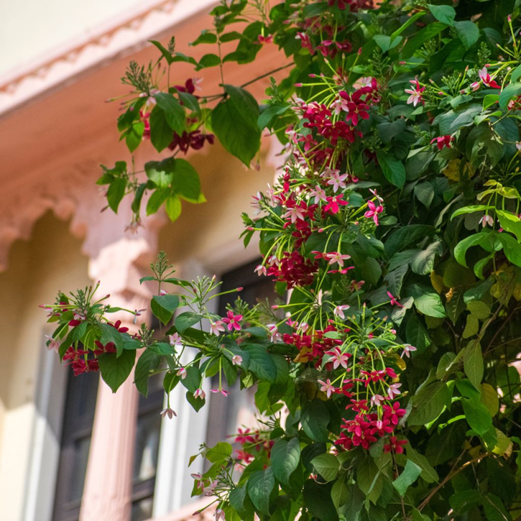 Quisqualis indica - Rangoon creeper