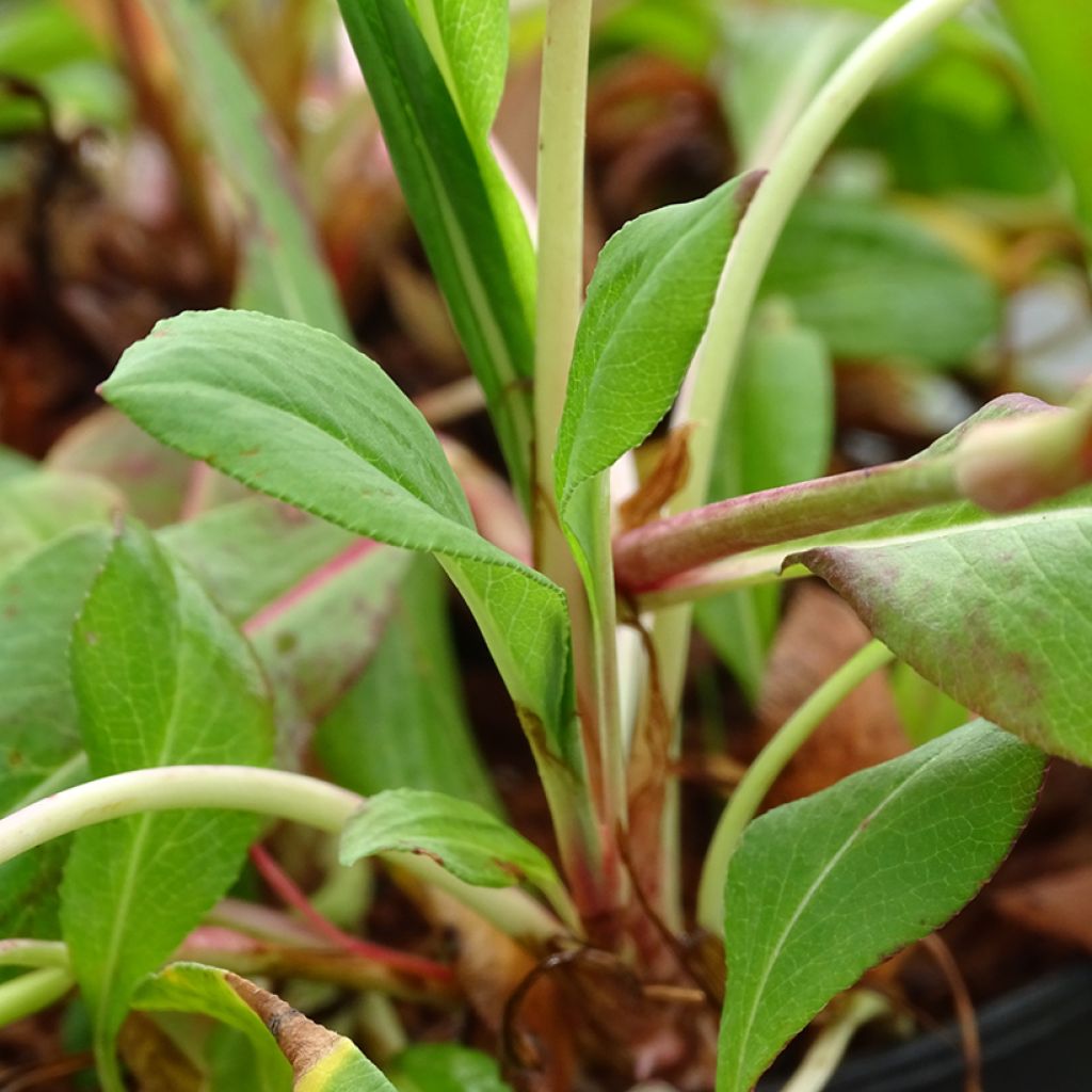 Persicaria affinis Donald Lowndes