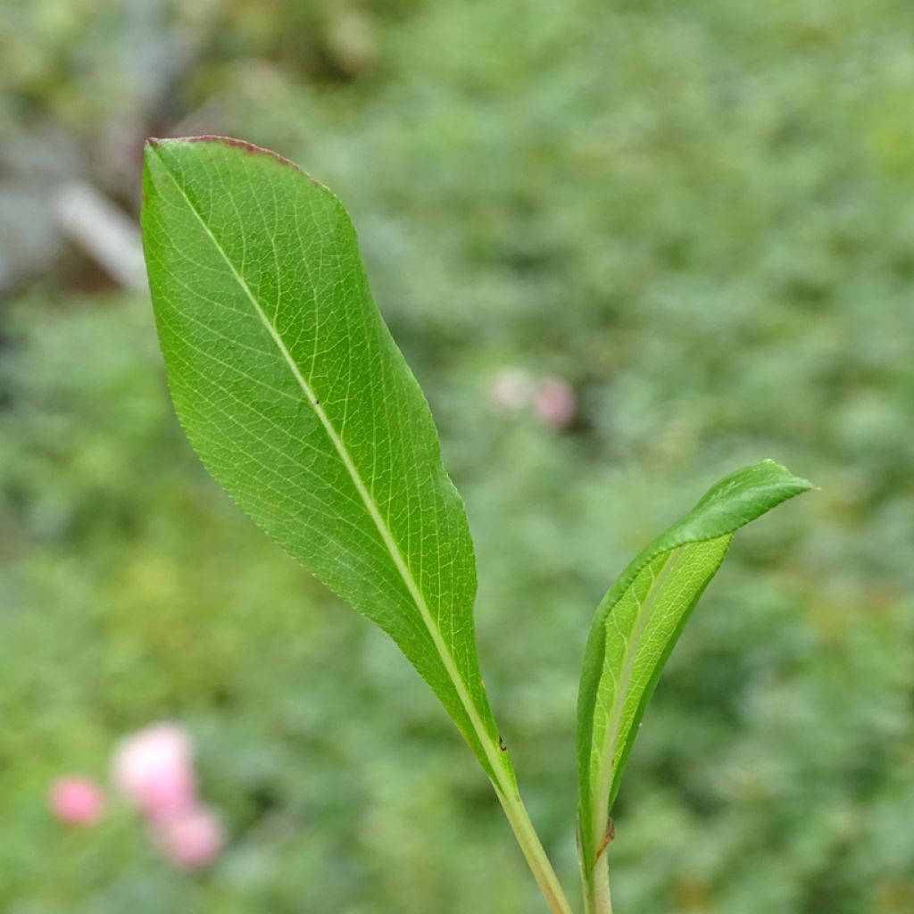 Persicaria affinis Donald Lowndes