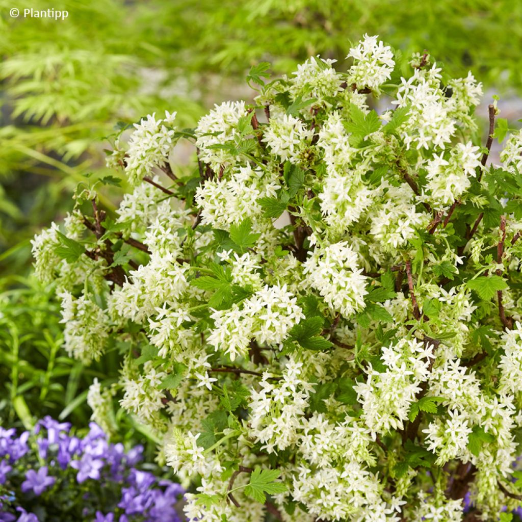 Ribes sanguineum Oregon Snowflake