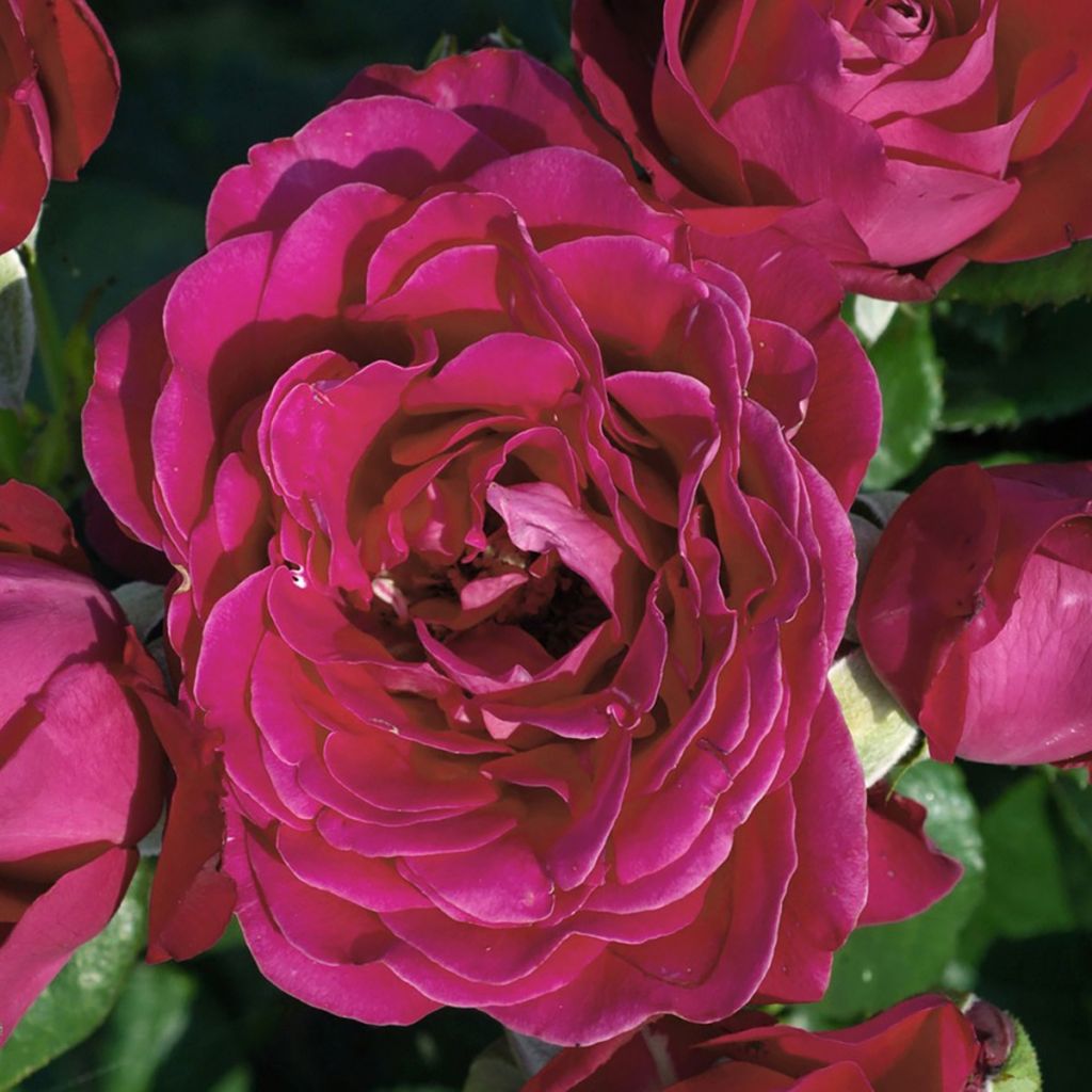 Rosa 'Dominica' - Standard Rose