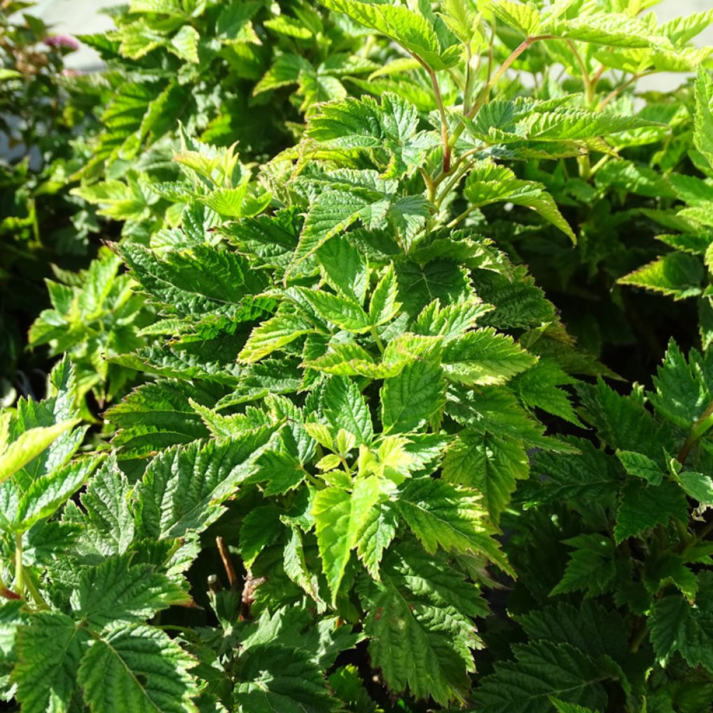 Rubus spectabilis Olympic Double