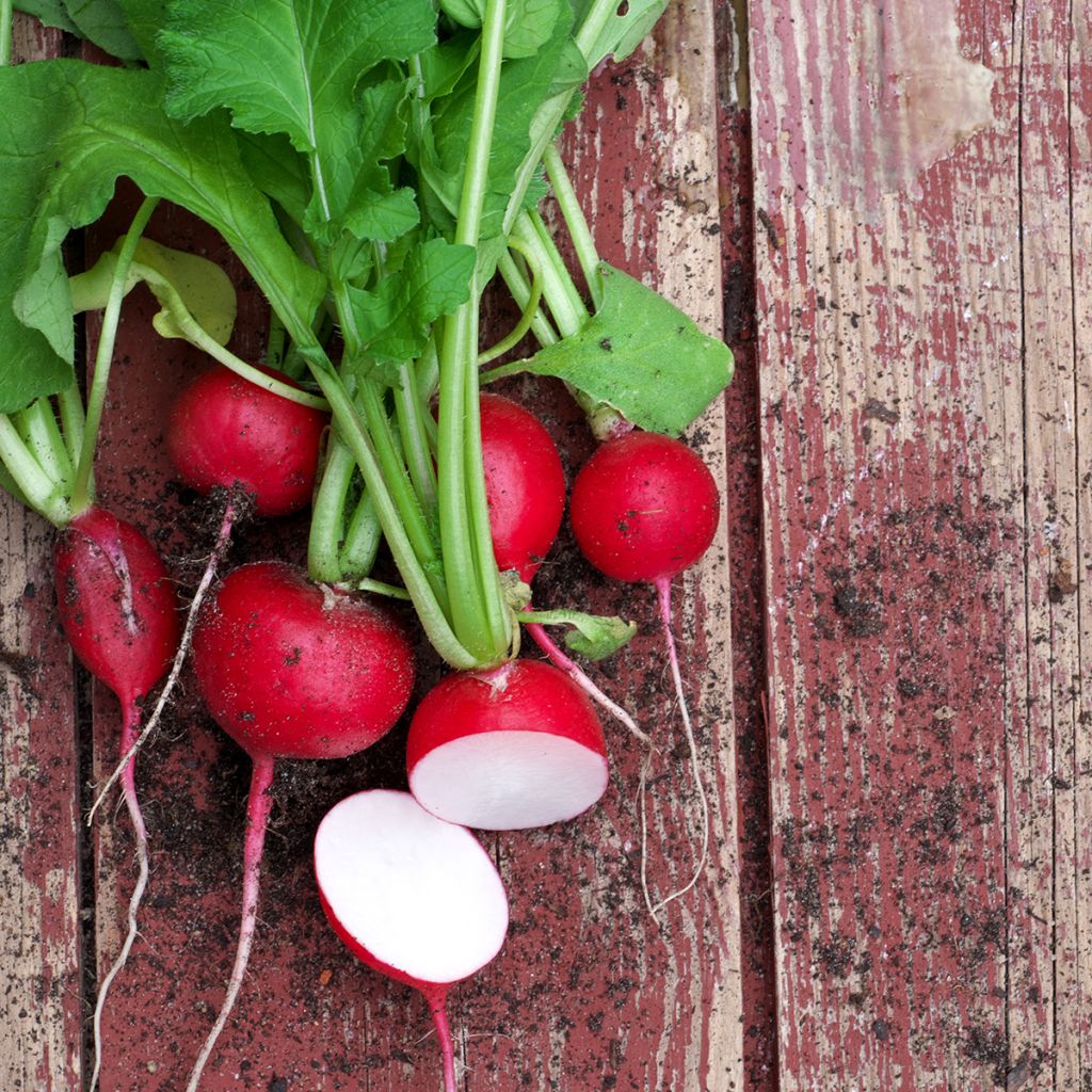 Radish Red Giant - Riesenbutter