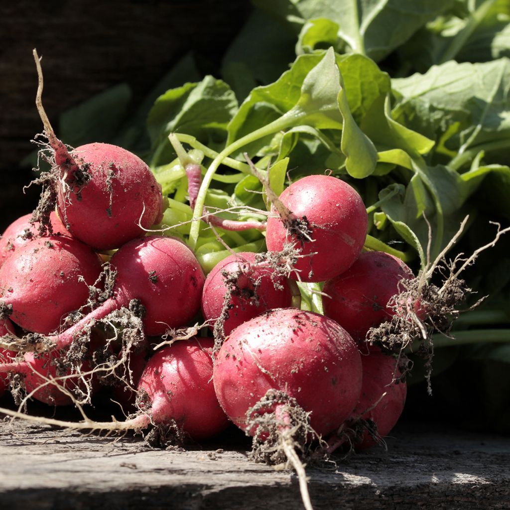 Radish Red Giant - Riesenbutter