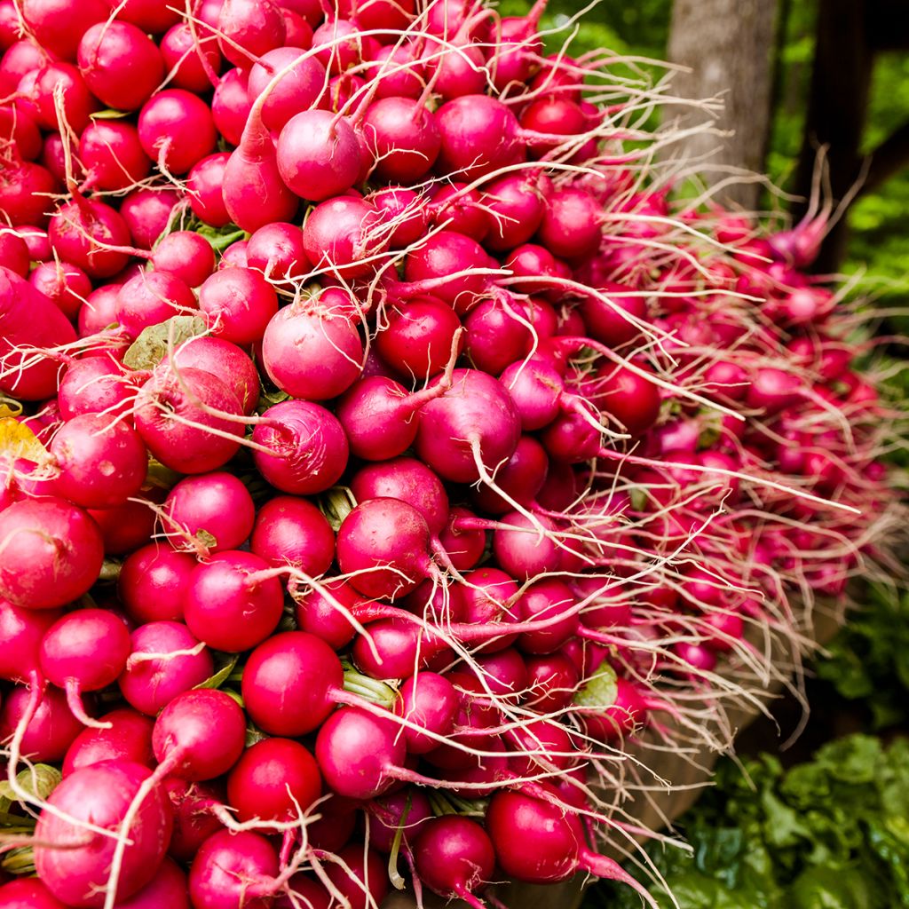 Radish Red Giant - Riesenbutter