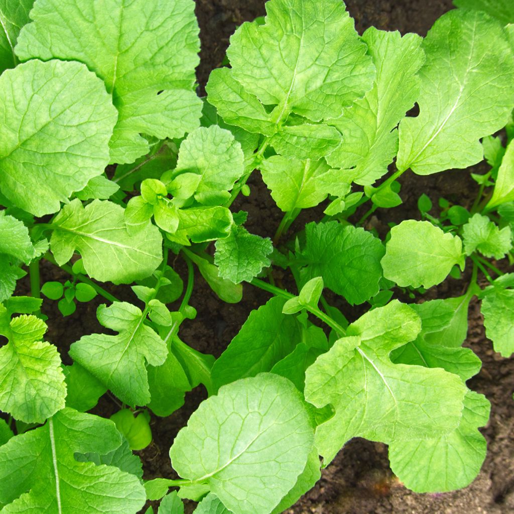 Organic Fodder radish seeds, green manure
