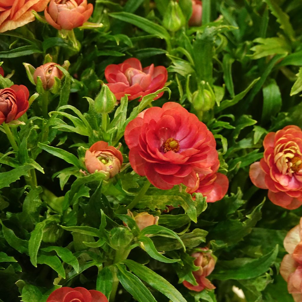 Ranunculus asiaticus Butterfly Musa® - Persian buttercup