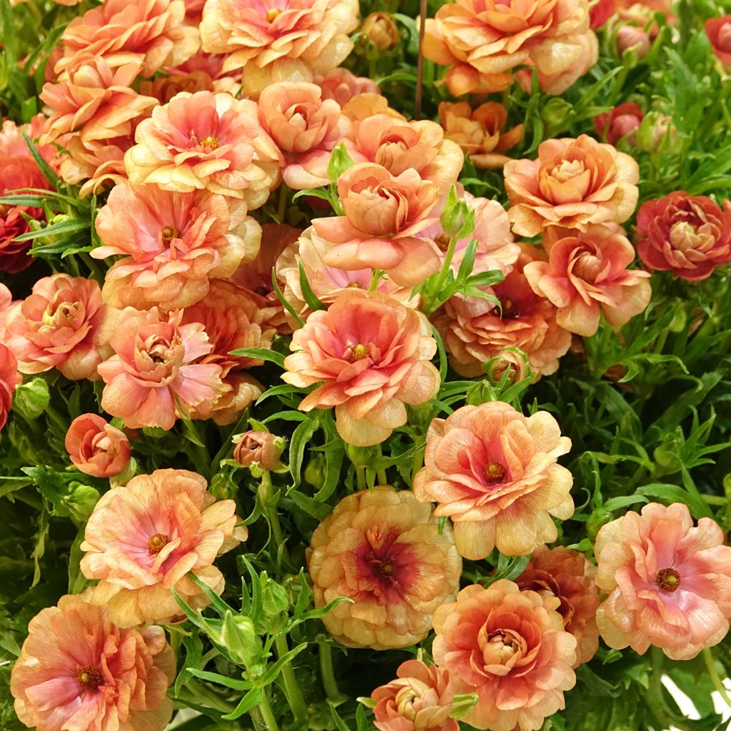 Ranunculus asiaticus Butterfly Musa® - Persian buttercup