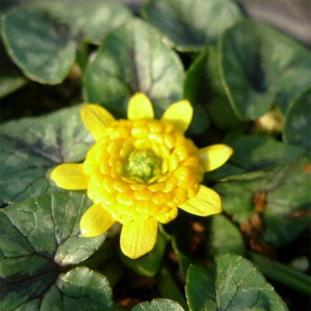 Ranunculus ficaria Collarette - Lesser Celandine