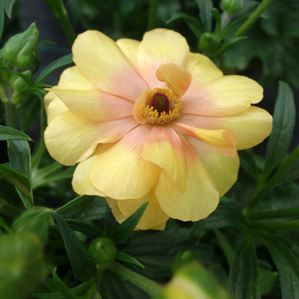 Ranunculus asiaticus Butterfly Dione® - Persian Buttercup