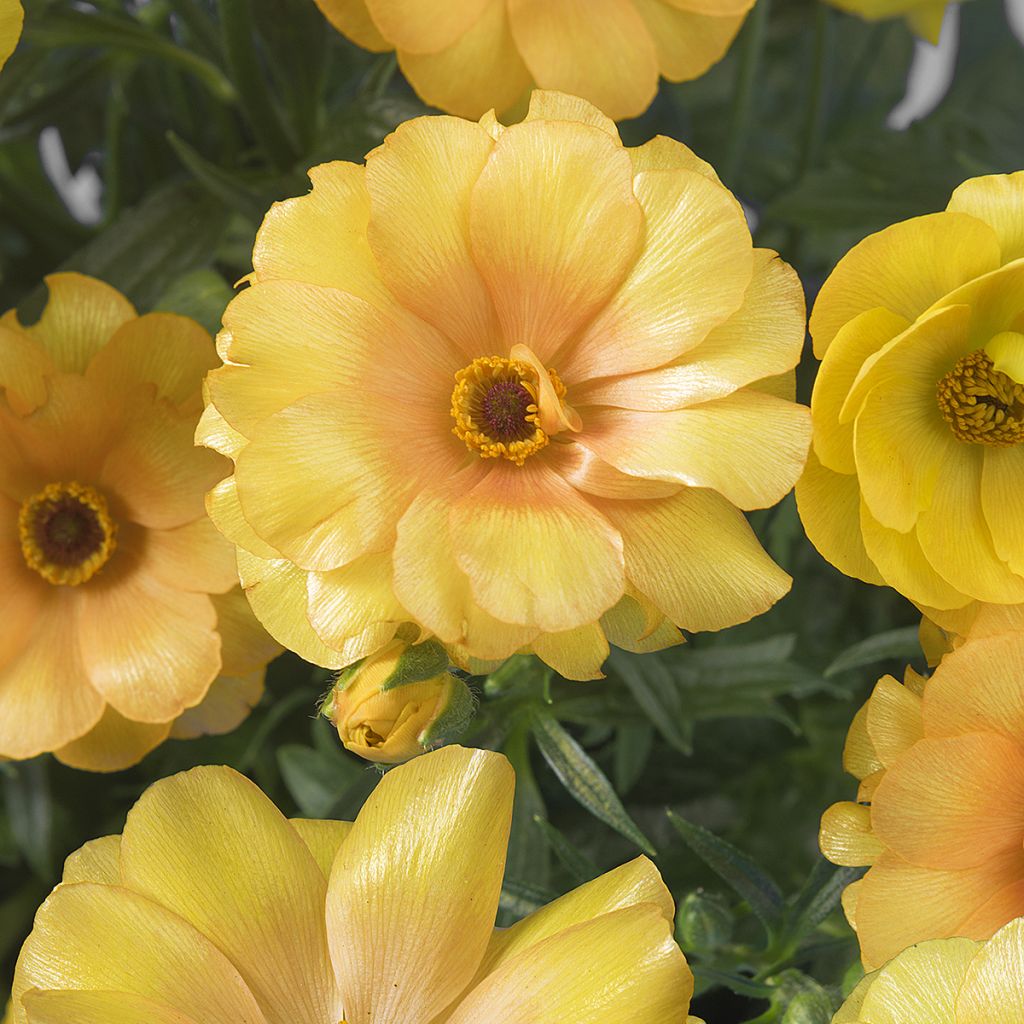 Ranunculus asiaticus Butterfly Dione® - Persian Buttercup