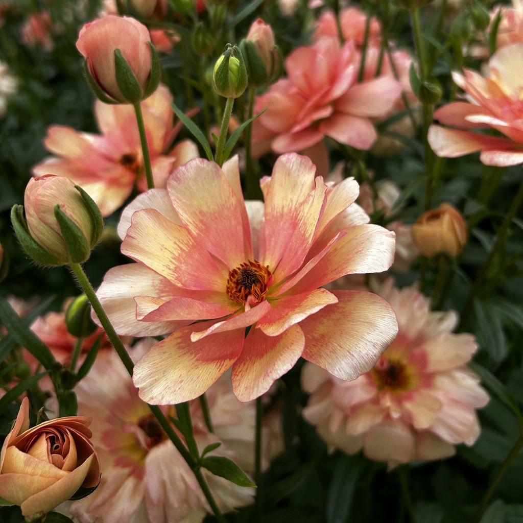 Ranunculus asiaticus Butterfly Eris® - Persian Buttercup
