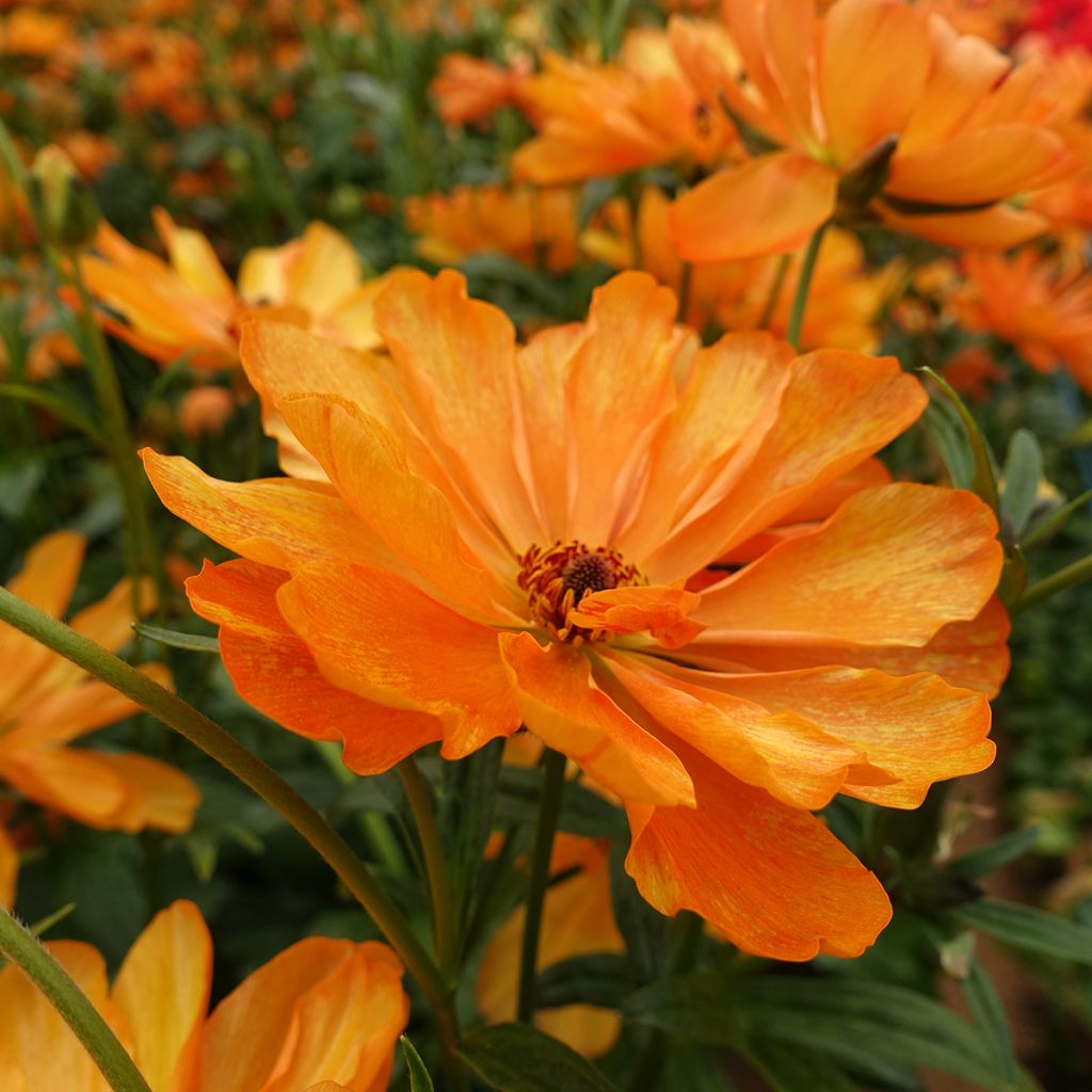Ranunculus asiaticus Butterfly Galatea® - Persian Buttercup