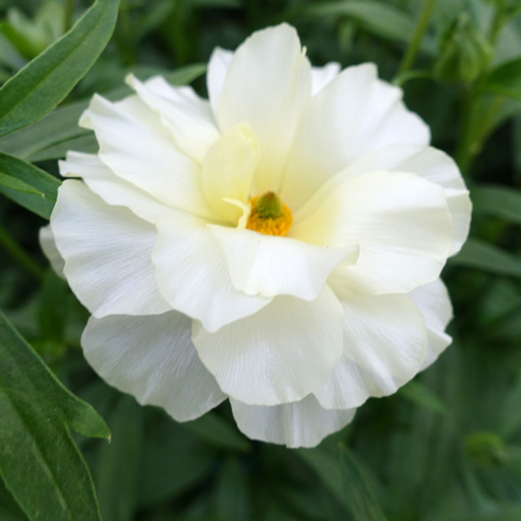 Ranunculus asiaticus Butterfly Graces® - Persian Buttercup