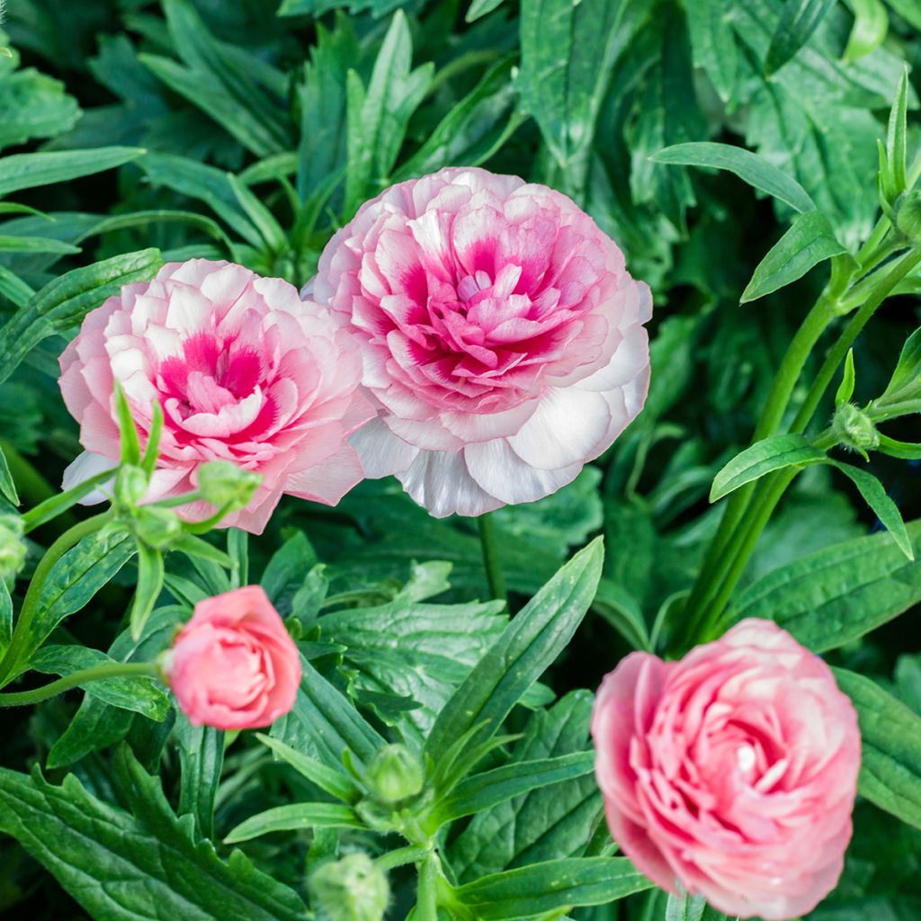 Ranunculus asiaticus Butterfly Hera® - Persian Buttercup
