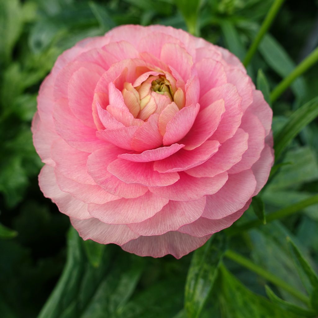 Ranunculus asiaticus Butterfly Hera® - Persian Buttercup