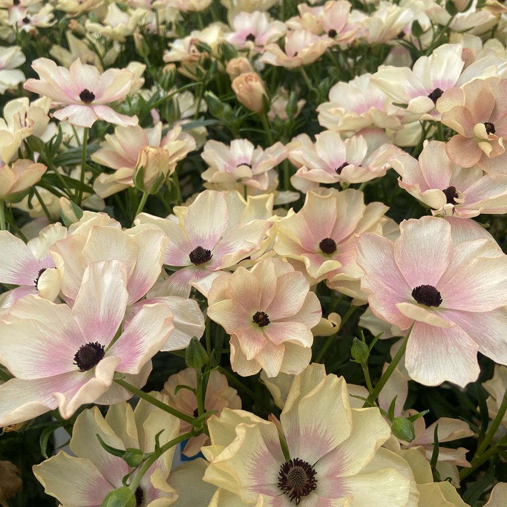 Ranunculus asiaticus Butterfly Hestia® - Persian Buttercup