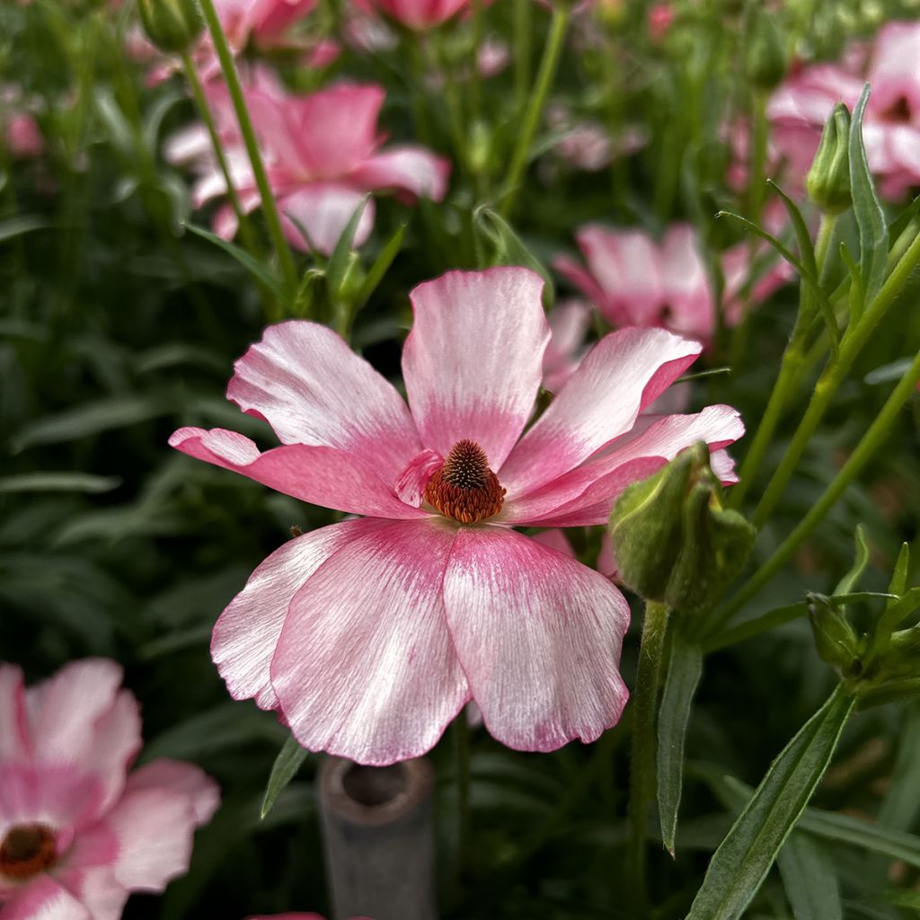 Ranunculus asiaticus Butterfly Lycia® - Persian buttercup