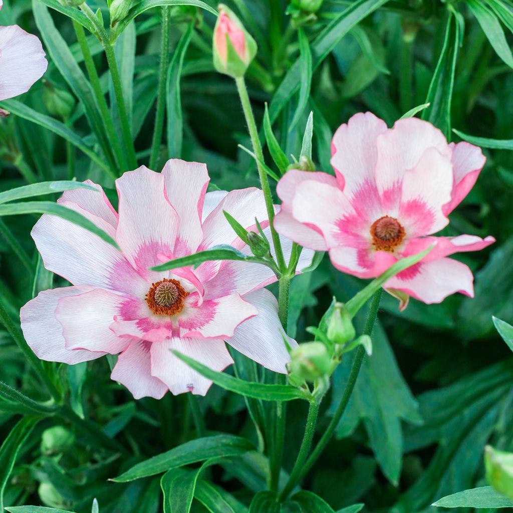 Ranunculus asiaticus Butterfly Lycia® - Persian buttercup