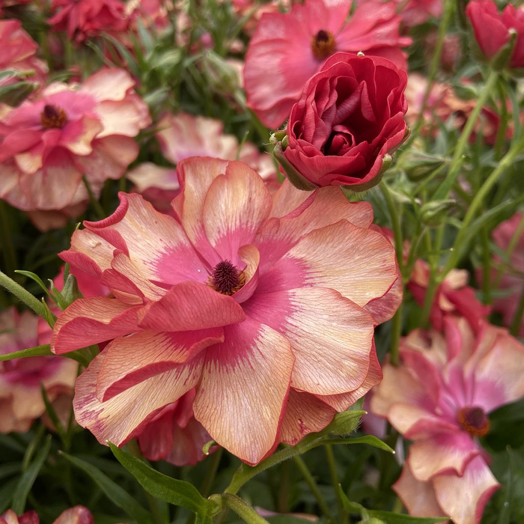 Ranunculus asiaticus Butterfly Musa® - Persian buttercup