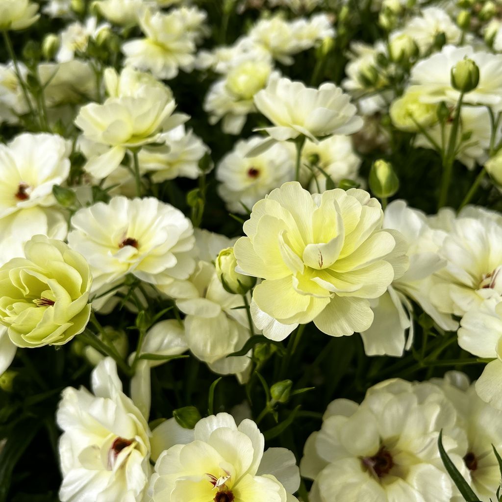 Ranunculus asiaticus Butterfly Ninos® - Persian buttercup