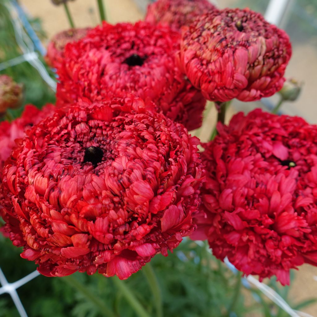 Ranunculus asiaticus Poodle Chaouen II®  - Persian Buttercup