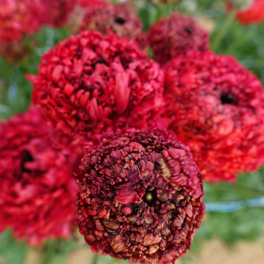Ranunculus asiaticus Poodle Chaouen II®  - Persian Buttercup