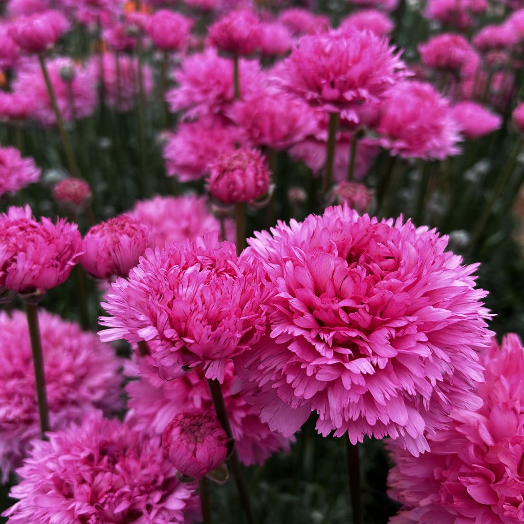 Ranunculus asiaticus Poodle Ramlia® - Persian buttercup