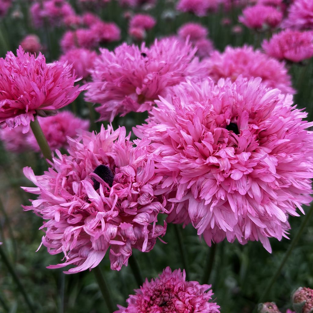 Ranunculus asiaticus Poodle Ramlia® - Persian buttercup