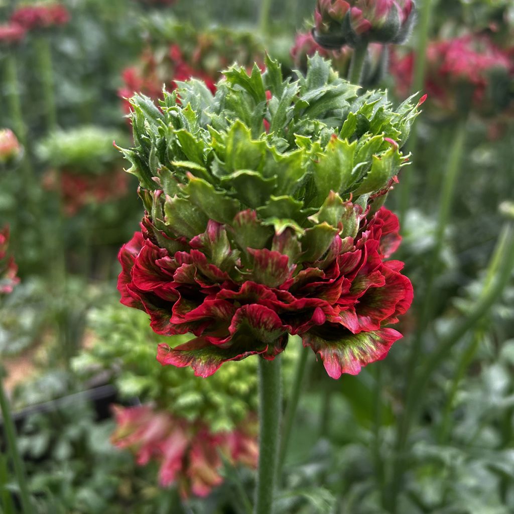 Ranunculus asiaticus Crown Bastille® - Persian buttercup